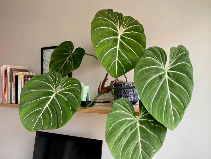 蔓綠絨盆栽照顧重點：從品種挑選到病蟲害防治
