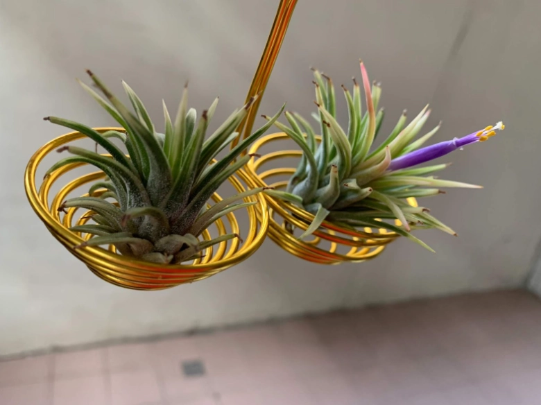 空氣鳳梨澆水